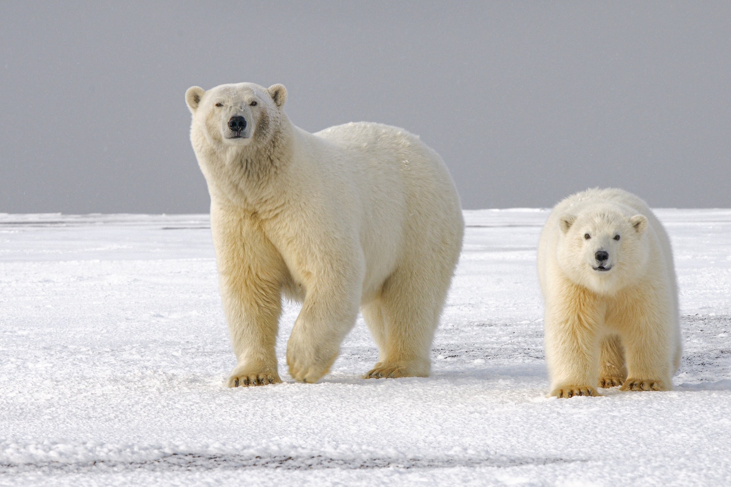 polar-desktop