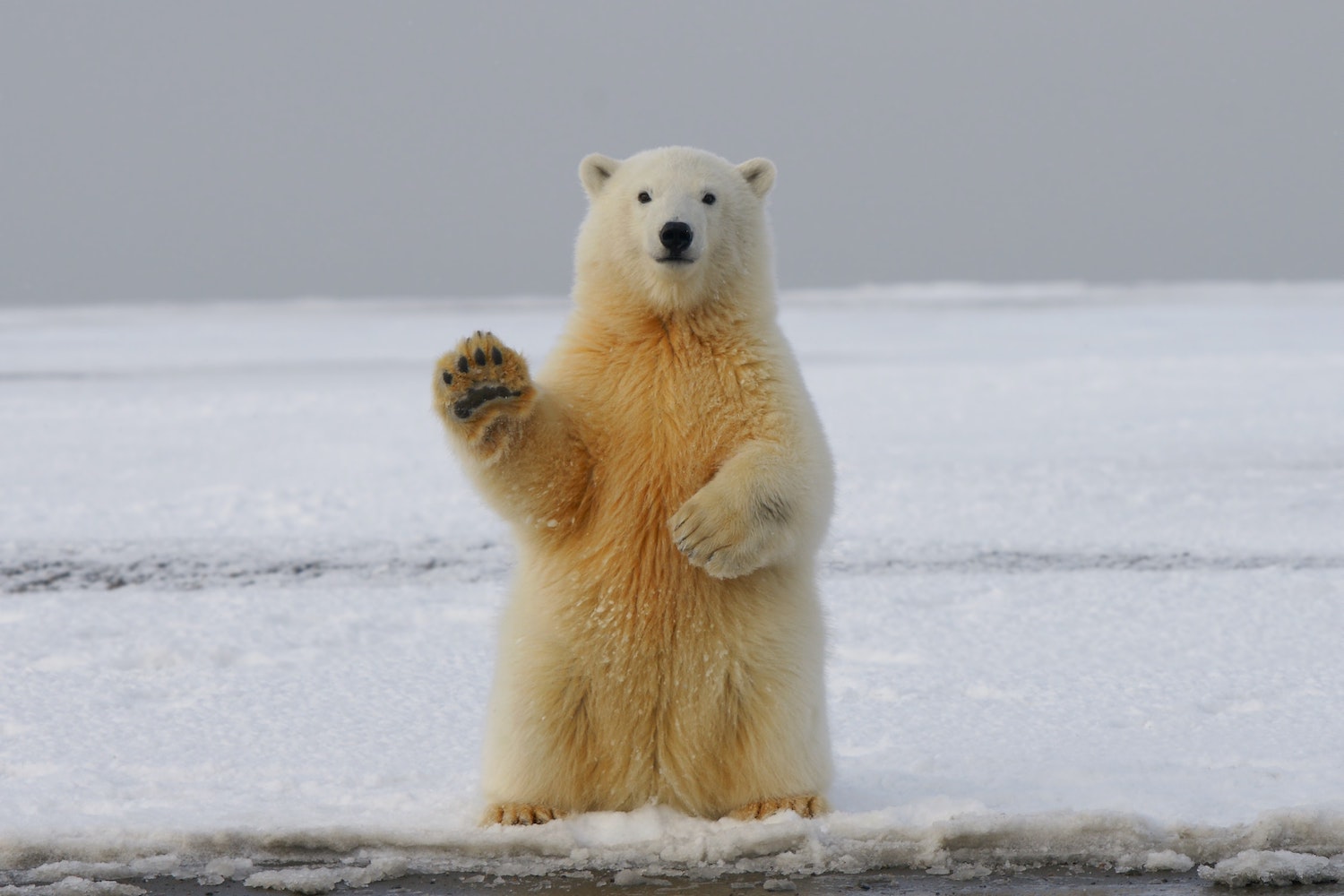 polar-mobile